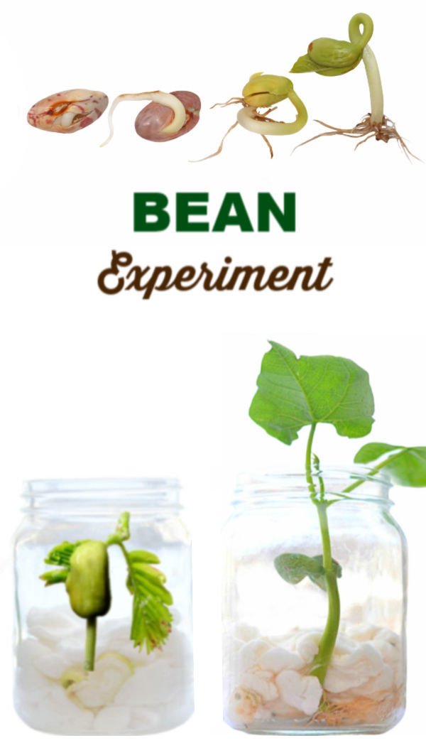 How_to_grow_a_bean_in_a_jar_science_experiment_for_kids.jpg Image